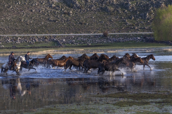 Yılkı atlarını fotoğraflamak için Türkiye’nin dört bir yanından geliyorlar